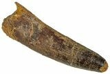 Fossil Spinosaurus Tooth - Real Dinosaur Tooth #324875-1